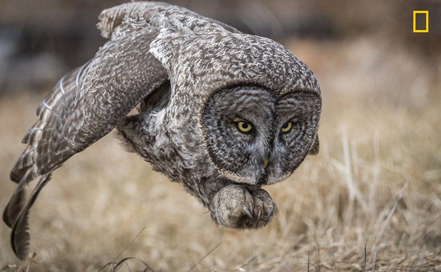 National Geographic best picture 5
