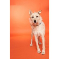 Фон Savage Widetone Orange 1.36m x 11m 1