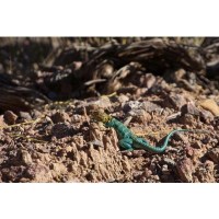 Объектив Tamron AF 18-200mm F/3,5-6,3 XR Di II LD Asp. (IF) Macro для Canon 4