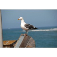 Объектив Tamron AF 18-270mm F/3,5-6,3 Di II VC PZD Macro для Canon 1