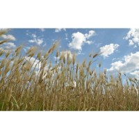Объектив Tamron SP AF 17-50mm F/2,8 XR Di II LD Asp. (IF) для Nikon 2
